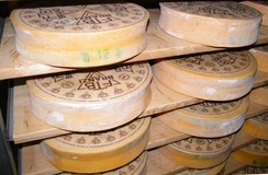 formaggio branzi t